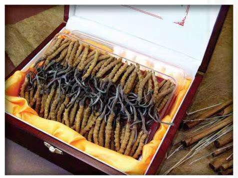 泸水冬虫夏草回收